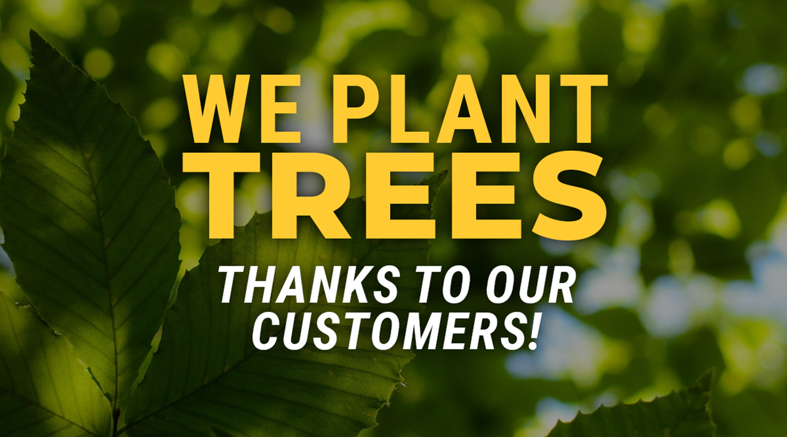 Enhancing Wildlife Habitats: Vega Vision and One Tree Planted Unite for UK's Nature Lovers